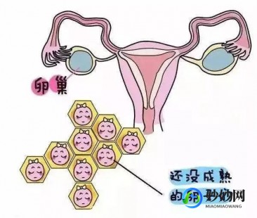买卵子多少钱一颗,在国内正规医院卵子库买卵子要多少钱？国内卵子要等多久？