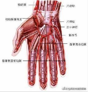 动脉在哪里怎么割死的快,动脉采血首选部位是哪里