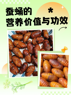 蝉蛹的营养价值,蚕蛹有什么营养价值