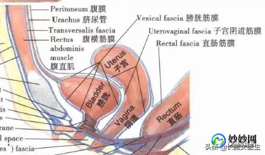 女性外部生殖图示的结构详解,女性生殖器官解剖实图