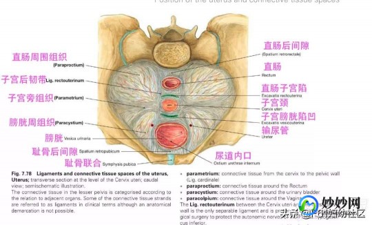 女性生殖系统结构示意如上图请据图回答问题,女性生殖器官解剖实图