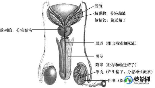 女性生殖系统结构图,构造图名称