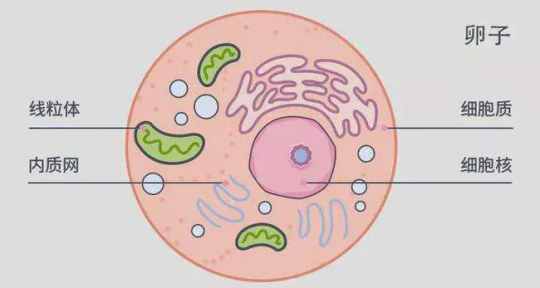 受精过程,卵子和精子结合的过程是怎样的