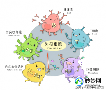 免疫细胞有哪些,免疫细胞是什么细胞