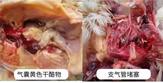 气囊炎,气囊炎