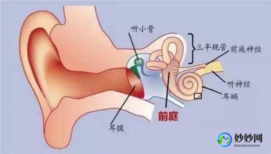 晕船,为什么会晕船、晕车、晕机？