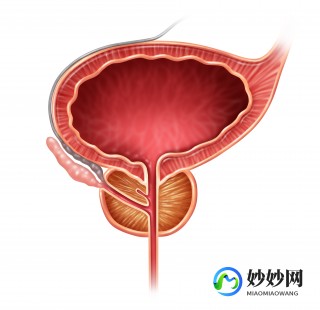 前列腺,前列腺是什么