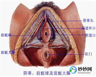 女性生殖外观图示各结构详解,构造图名称