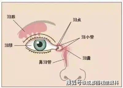 眼泪是怎么形成的,眼泪是怎么来的