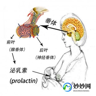 泌乳素增高,泌乳素高的原因？