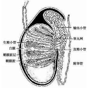 小阴囊唇一边大一边小是怎么回事,下面一大一小是怎么回事