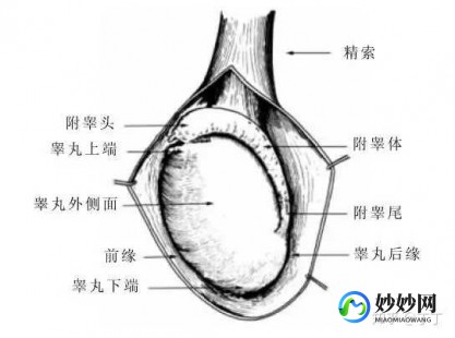 小阴囊唇一边大一边小是怎么回事,下面一大一小是怎么回事