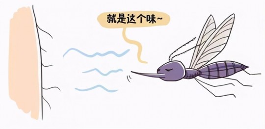 最招蚊子的血型,蚊子喜欢哪种血型