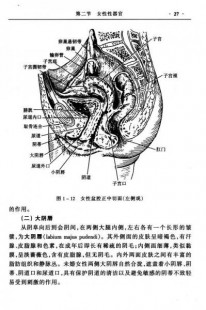 女性的生殖外观,女性外生器殖简介图