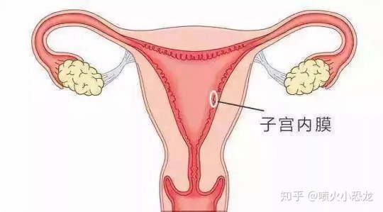 内膜薄增长最快偏方,子宫内膜薄怎么调理恢复快一点