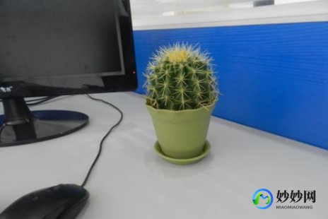 仙人掌能防辐射吗,仙人掌可以防辐射吗