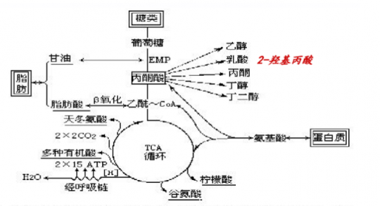 什么是乳酸,乳酸形成的原因及生理意义