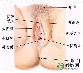 女人的生殖器官,女性生殖器官有哪些
