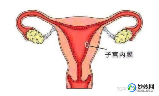补内膜最好的水果,子宫内膜薄吃什么水果厚度补得最快？香蕉还是榴莲？