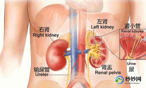 一个肾,只有一个肾会有什么影响