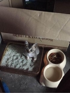 咖啡色白带,白带里有咖啡色分泌物