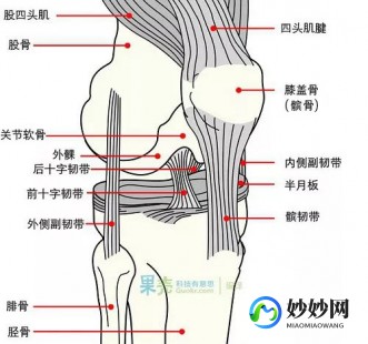 女生的隐藏部位是啥样的,构造图名称
