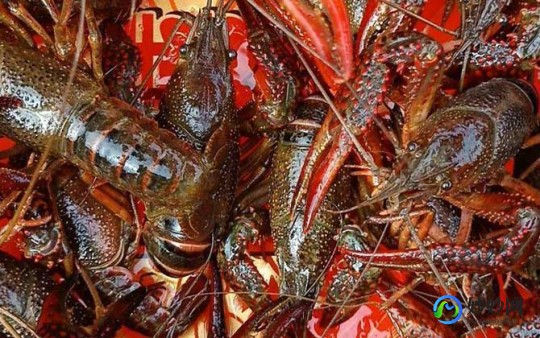 死了的小龙虾一定不能吃,龙虾死了能吃吗