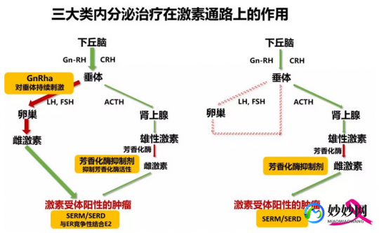 治疗阳瘘最佳药物排行榜,雌激素吃什么药最好