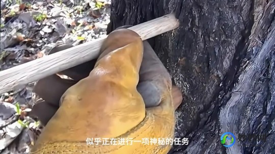 桦树汁的功效和副作用,桦树汁的功效和副作用