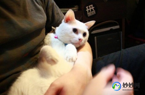 谁有快猫可以发一下么,谁有快猫可以发一下吗,快猫介绍