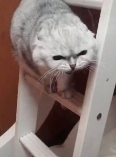 谁有快猫可以发一下么,谁有快猫可以发一下吗,快猫介绍