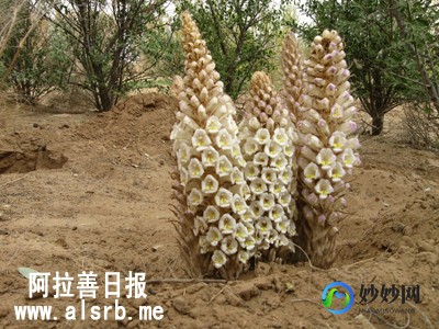 沙苁蓉,沙苁蓉的作用