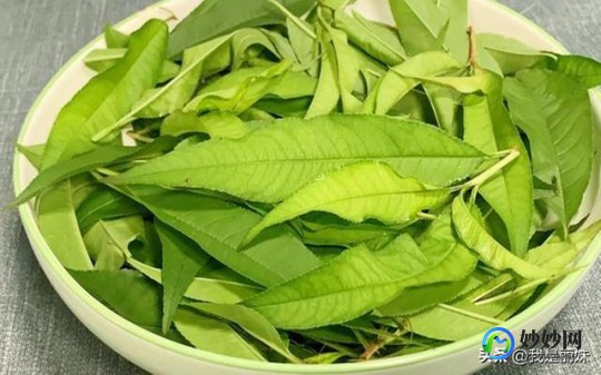 桃树叶,桃树叶有毒为什么能喝