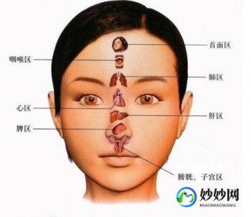 肝脏位置,肝解剖位置