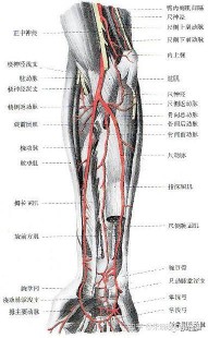 股浅动脉闭塞,股动脉堵塞有哪些症状