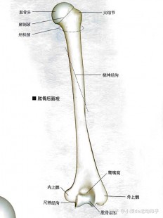 肱骨是哪个部位,肱骨是长骨还是短骨