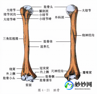 肱骨是哪个部位,肱骨是长骨还是短骨