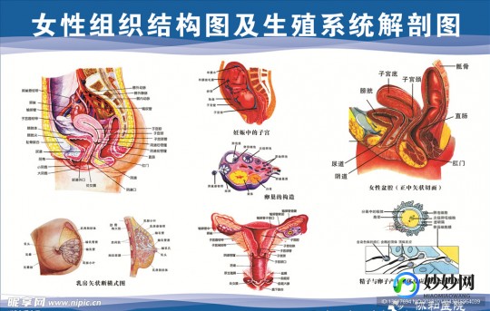 女性生殖系统的结构组成,女性生殖系统的结构组成图片
