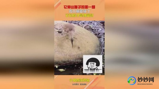 看到凸起的那一刻我小脑萎缩了,小脑萎缩什么意思