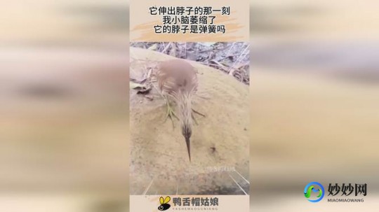 看到凸起的那一刻我小脑萎缩了,小脑萎缩什么意思