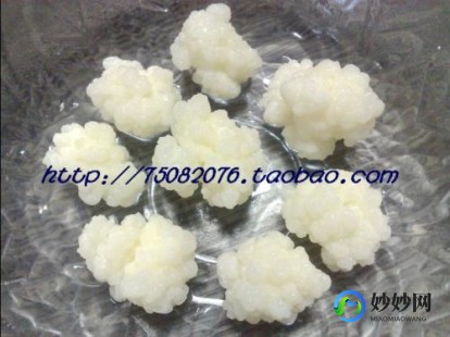 雪莲菌,雪莲菌可以长期喝吗