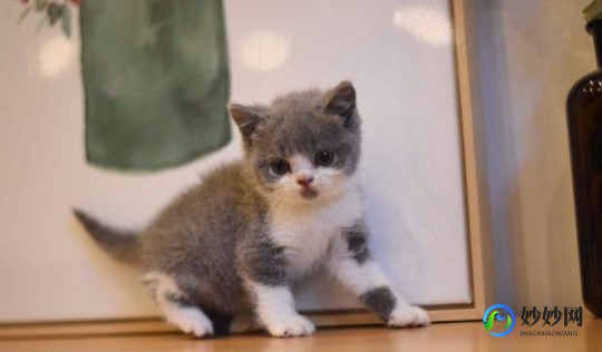 被猫抓伤千万不要打狂犬疫苗,猫抓伤了该不该打针