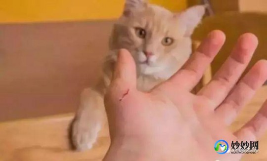 被猫抓伤千万不要打狂犬疫苗,猫抓伤了该不该打针