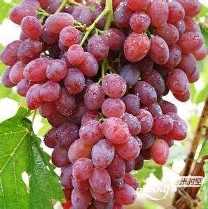红提的营养价值,红提的营养价值有什么