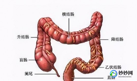 降结肠,降结肠肠炎怎么回事,怎么办