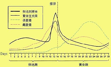 黄体期是指什么时期,黄体期是什么