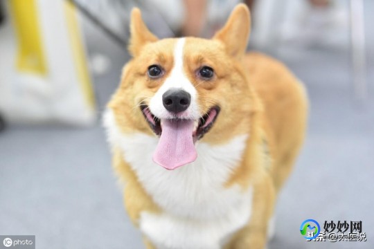 被狗狗咬伤,狗咬到手有点出血了怎么办