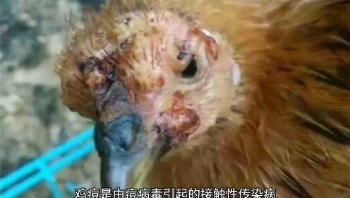 男生的小鸡上长痘痘是怎么回事,上长了好多痘痘