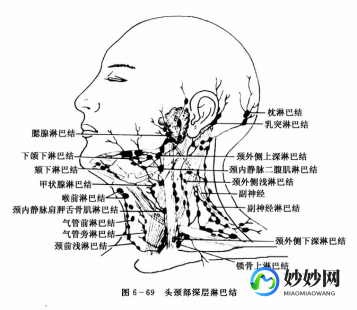 颈部 淋巴,脖子上有淋巴结吗
