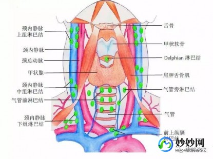 颈部淋巴,颈部淋巴